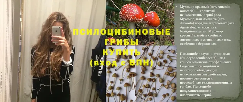 ОМГ ОМГ ССЫЛКА  Починок  Галлюциногенные грибы MAGIC MUSHROOMS 